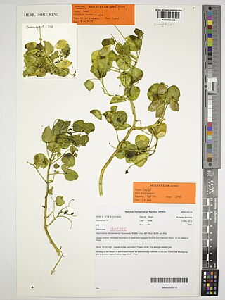 <i>Oberholzeria</i> Genus of legumes
