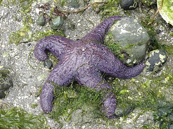 The ochre sea star was the first keystone predator to be studied. They limit mussels which can overwhelm intertidal communities.[222]