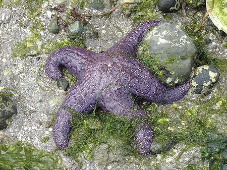 Pisaster ochraceus