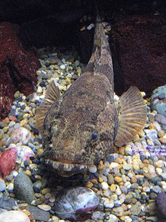 <i>Odontobutis</i> Genus of fishes