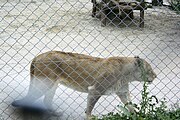 Offroad Safari v ZOO Dvůr Králové 28.5.2016