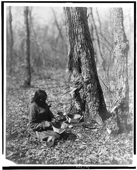 A 1908 photo of an Ojibwe woman tapping for tree sap, which is made into maple syrup.