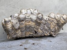 Old guinea paper wasp nest showing layers of different colors produced from different source materials Old guinea paper wasp nest showing layers of different colors.jpg