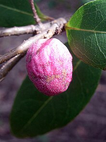 Olive type plant1.JPG