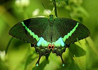 Open wing position of Papilio crino, Fabricius,1793 - Common Banded Peacock WLB.jpg