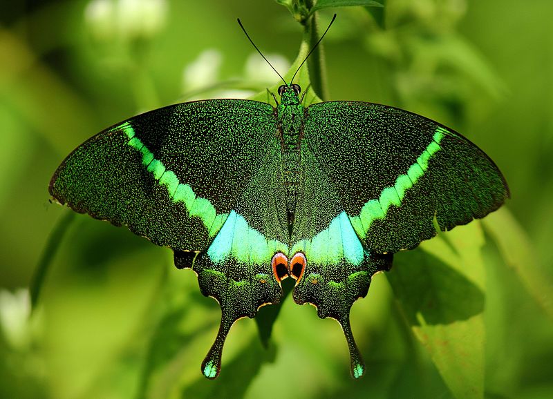 File:Open wing position of Papilio crino, Fabricius,1793 – Common Banded Peacock WLB.jpg
