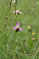 Bienen-Ragwurz (Ophrys apifera)