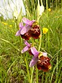 Ophrys holosericea France - Fort Louis