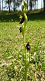 Ophrys insectifera Germany - Wellendingen (Bonndorf im Schwarzwald)