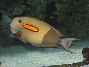 Az OrangeSpot Surgeonfish 2.jpg kép leírása.