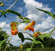 Flowers and leaves Orange Jewelweed, Ottawa.jpg