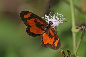 Orange streak acraea (Acraea bonasia).jpg