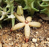 Orbea maculata