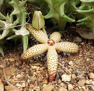 Ceropegia rangeana