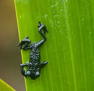 <i>Oreophrynella quelchii</i> Species of amphibian