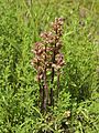 Gelbe Sommerwurz (Orobanche lutea)