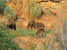 Alpha male bear (left) and his herd at Cabarceno Ososcabarceno.JPG