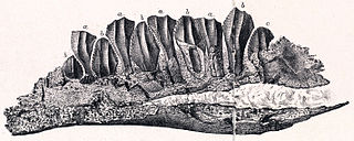 <i>Owenodon</i> Extinct genus of reptiles