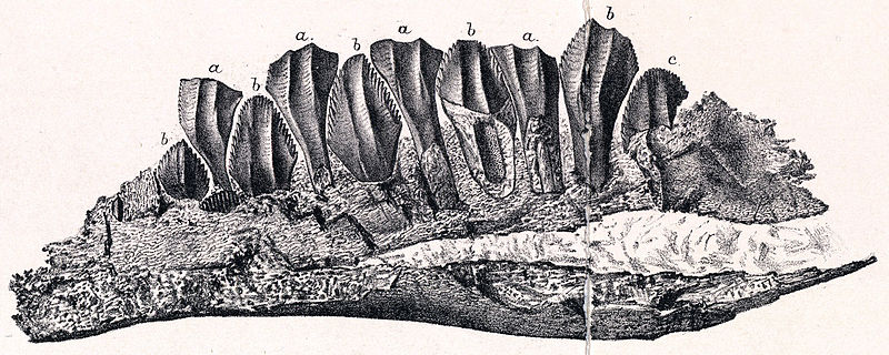 File:Owenodon.jpg