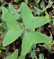 Oxalis latifolia.jpg