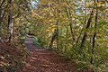 English: Autumnal beeches at the forest road Deutsch: Herbstliche Buchen an der Forststraße