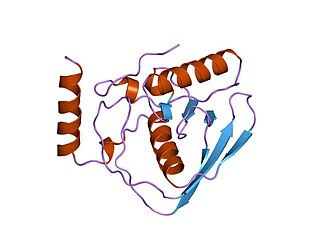 <span class="mw-page-title-main">Peptide deformylase</span>