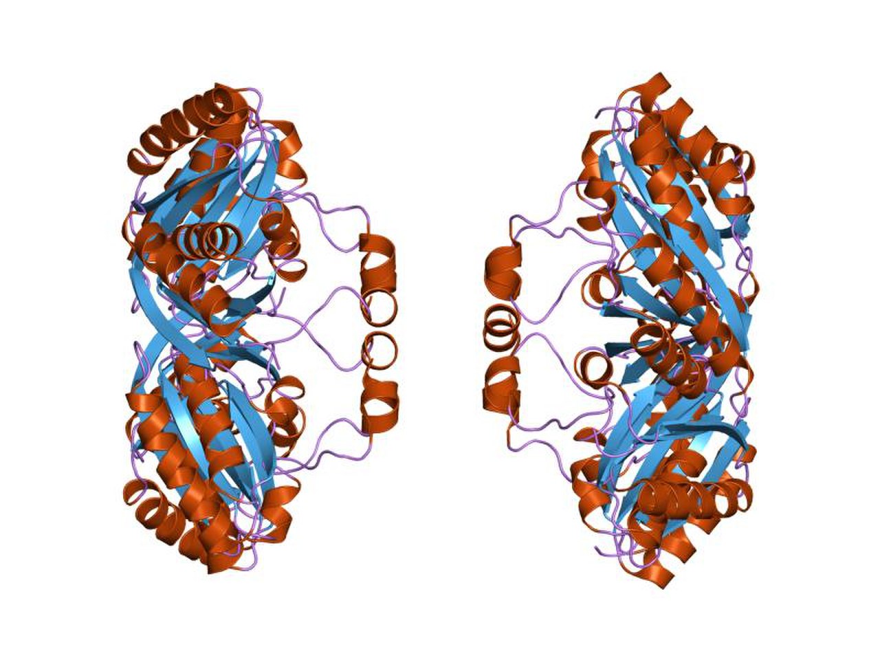 Оболочка белка. Bacterial microcompartment. Карбоксисомы гифка. Prosite – Protein sites and patterns Dictionary.