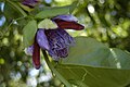 Passiflora incarnata ou P. alata