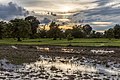 * Nomination Paddy fields with trees and colorful sky at sunset in Don Det, Si Phan Don, Laos. --Basile Morin 01:25, 19 December 2021 (UTC) * Promotion  Support Good quality.--Agnes Monkelbaan 05:33, 19 December 2021 (UTC)