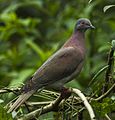 Pale-vented Pigeon -Sarapiqui - Costa Rica S4E0867 (26697349415) (cropped).jpg