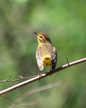 Palm warbler in Prospect Park