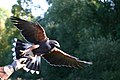 Female Harris' Hawk