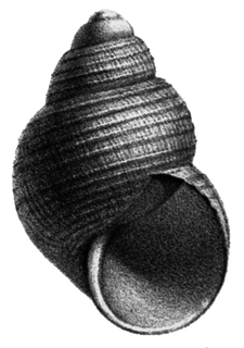 <i>Parafossarulus manchouricus</i> species of mollusc