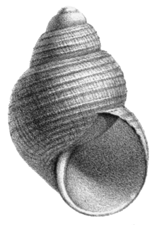 <i>Parafossarulus manchouricus</i> Species of gastropod