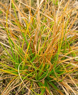 <i>Carex umbellata</i> Species of plant in the genus Carex