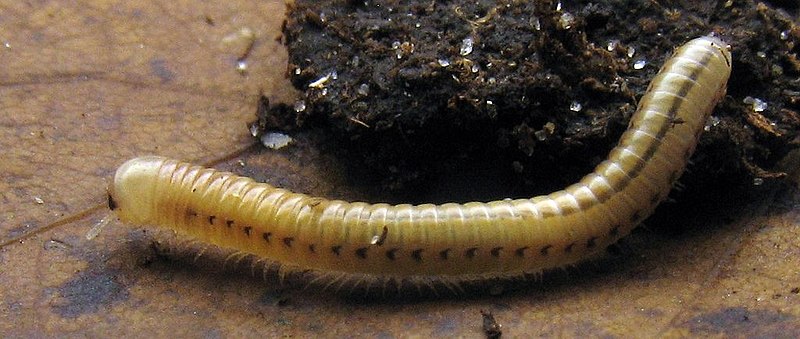 File:Paraspirobolus lucifugus in the Hamburg Botanical Garden.jpg