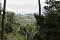 Parque Natural Metropolitano, Panamá-2048 - Flickr - Ragnhild & Neil Crawford.jpg