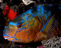 Parrotfish Timor.jpg