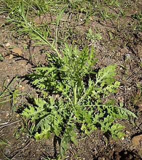 <i>Parthenium hysterophorus</i> species of plant