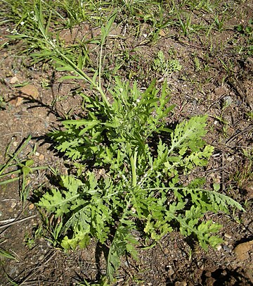 Parthenium hysterophorus