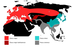 Pițigoi Mare: Denumiri, Taxonomie, Descrierea