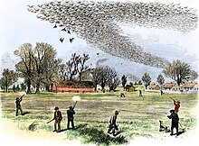 A contemporary wood engraving of varmint hunters shooting passenger pigeons, a varmint species that was known to damage crops. Overhunting resulted in complete extinction of the species. Passenger pigeon shoot.jpg