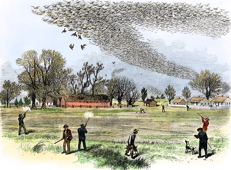 File:Passenger pigeon shoot.jpg