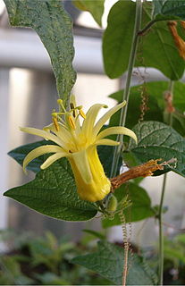 <i>Passiflora citrina</i> species of plant