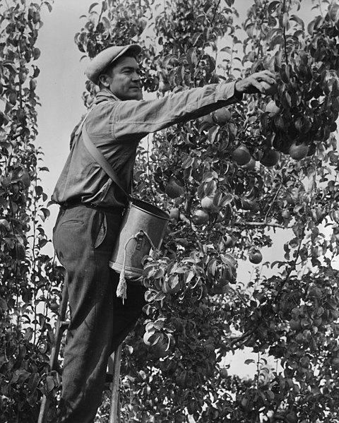 File:Pear picker near Medford, Oregon (3387284097).jpg