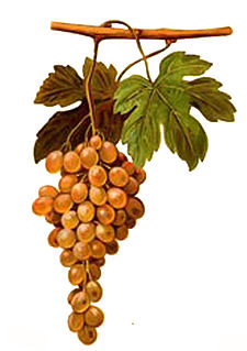 Pedro Ximénez Variety of grape grown in Southern Spain