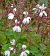 Pelargonium graveolens 6.jpg