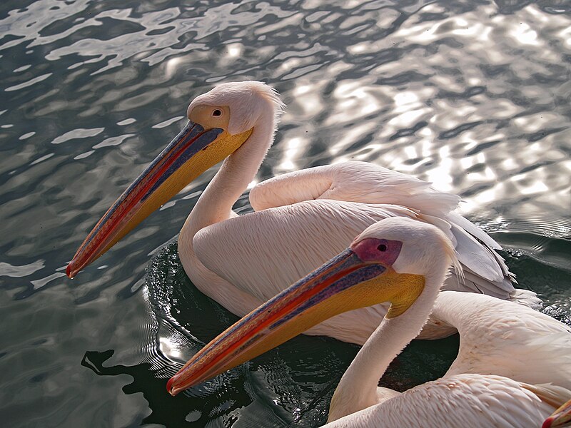 File:Pelecanus onocrotalus -Walvis Bay, Namibia -pair swimming-8.jpg