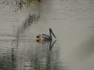 <span class="mw-page-title-main">Vellode Bird Sanctuary</span>