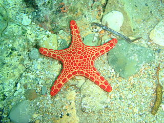 Goniasteridae Family of starfishes
